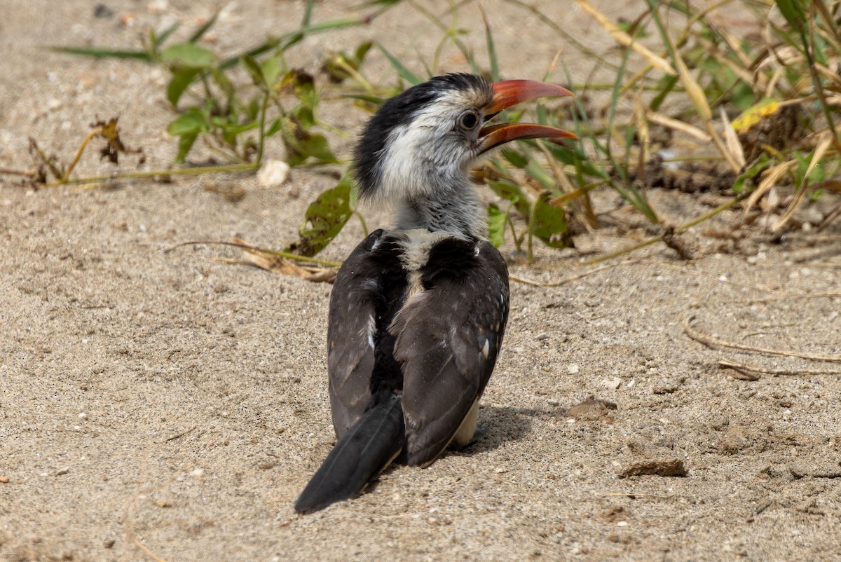 Northern Red-billed Hornbill - ML620434680