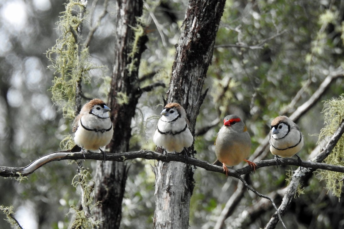 Red-browed Firetail - ML620434686