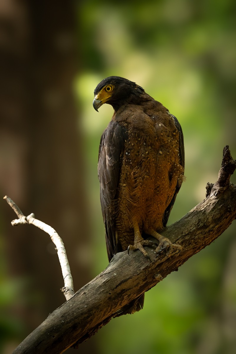 Crested Serpent-Eagle - ML620434689