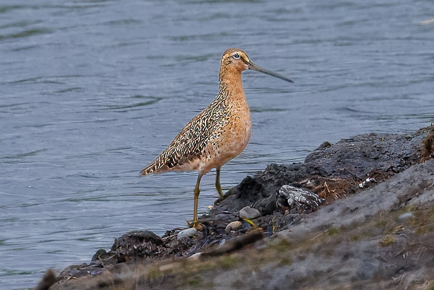 kortnebbekkasinsnipe - ML620434690