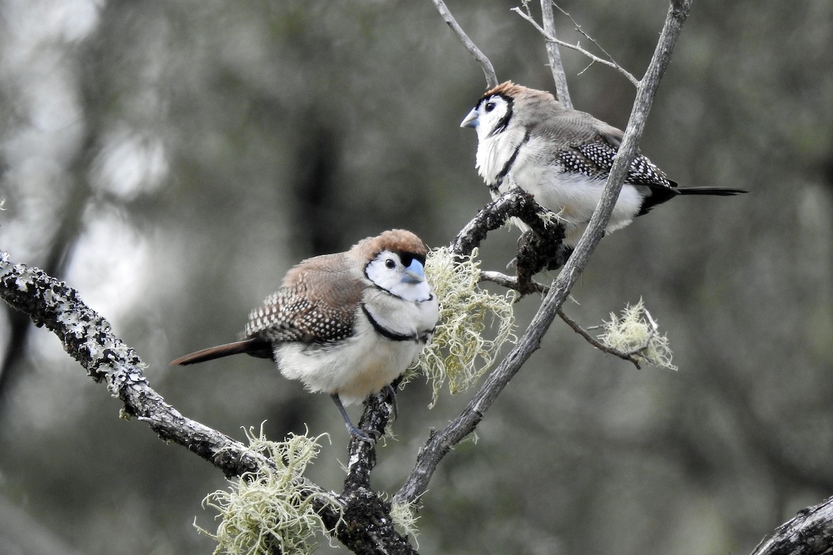 Double-barred Finch - ML620434694