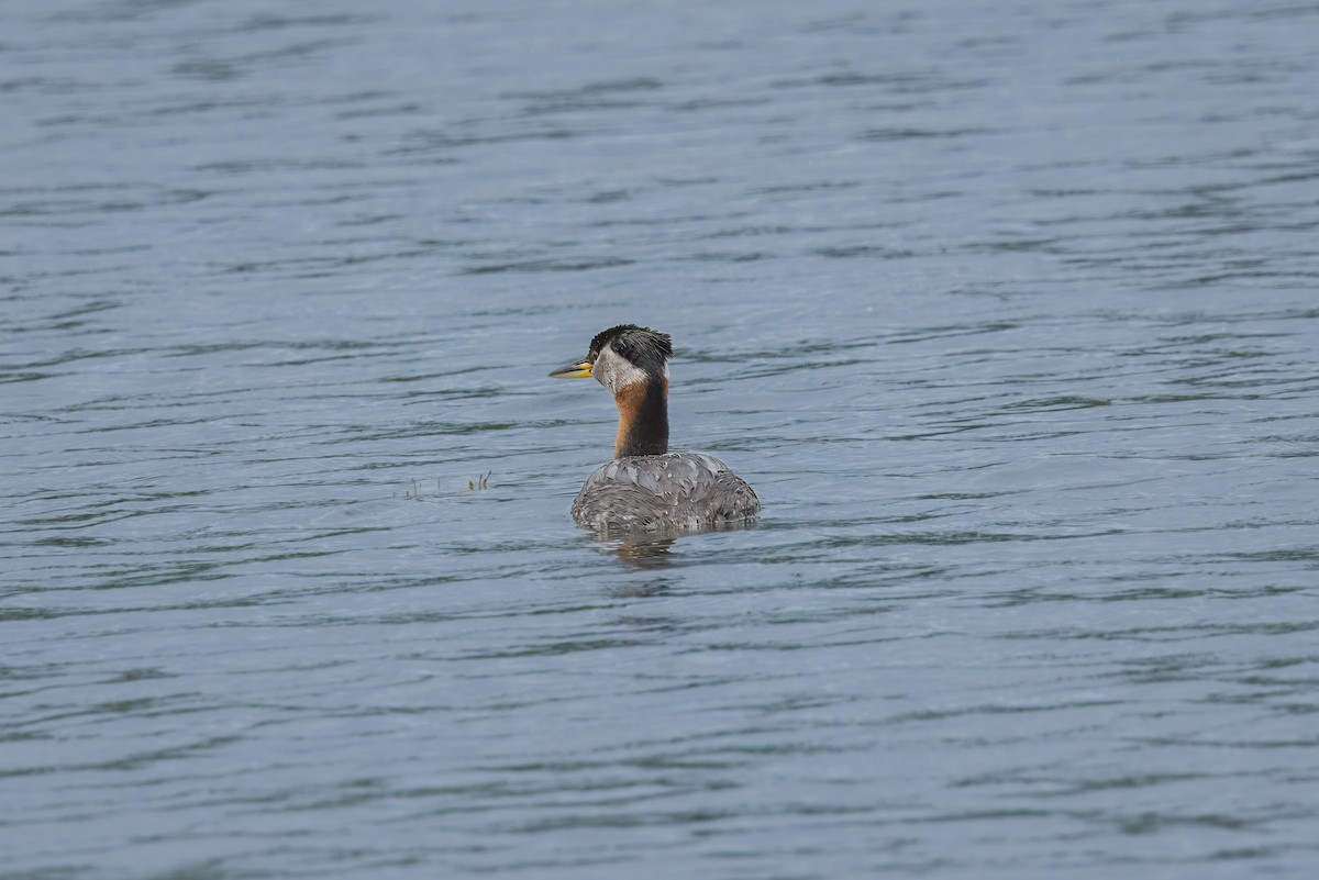 Red-necked Grebe - ML620434696