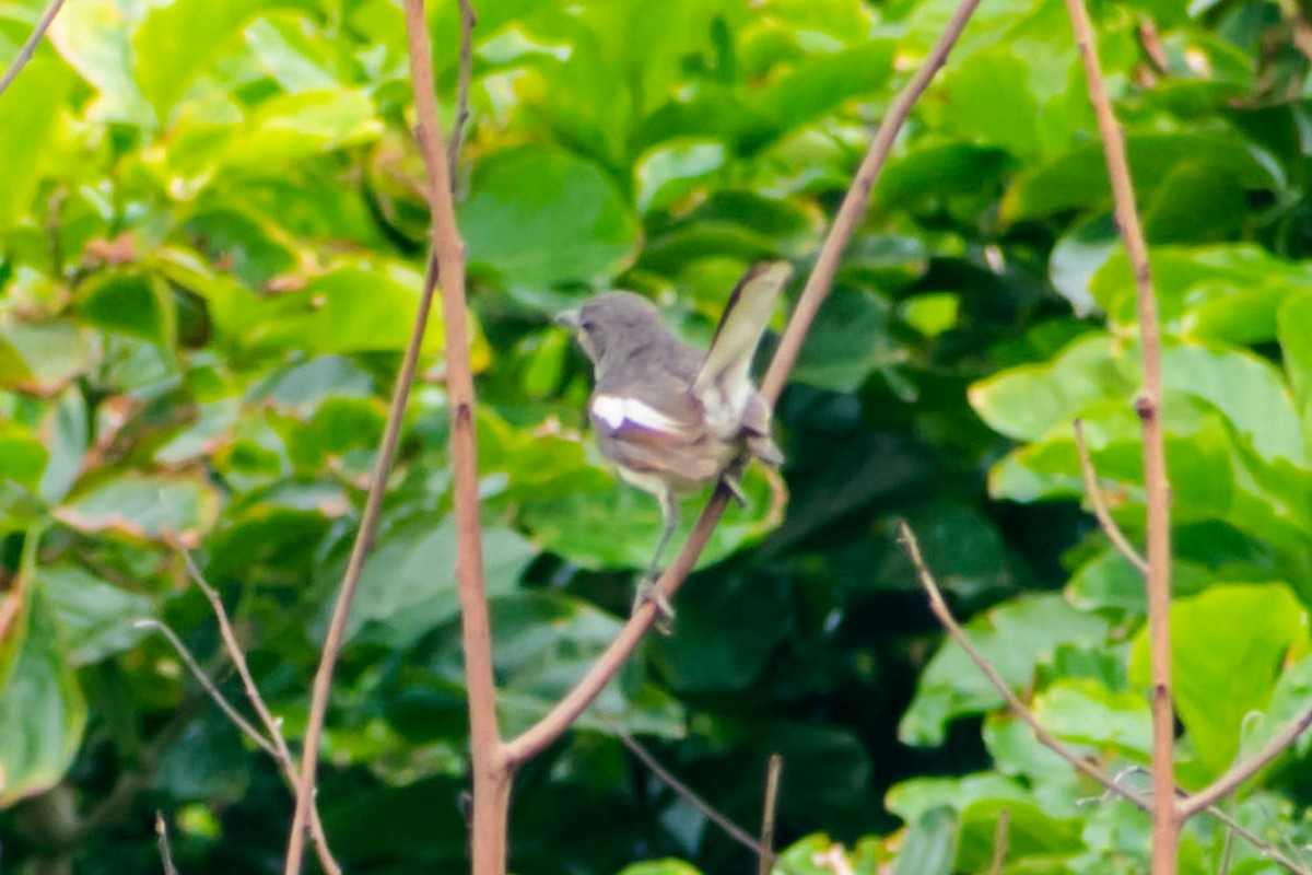 Oriental Magpie-Robin - Prem swaroop Kolluru