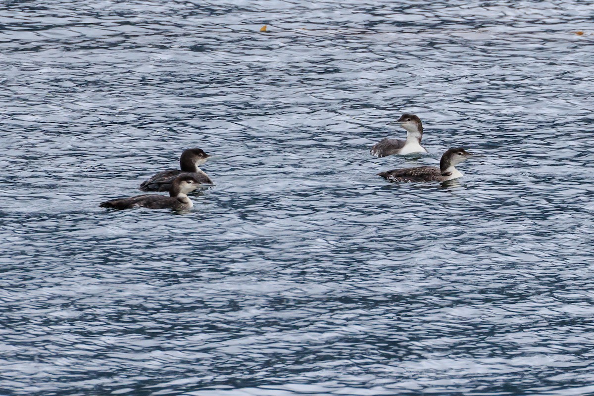 Common Loon - ML620434715