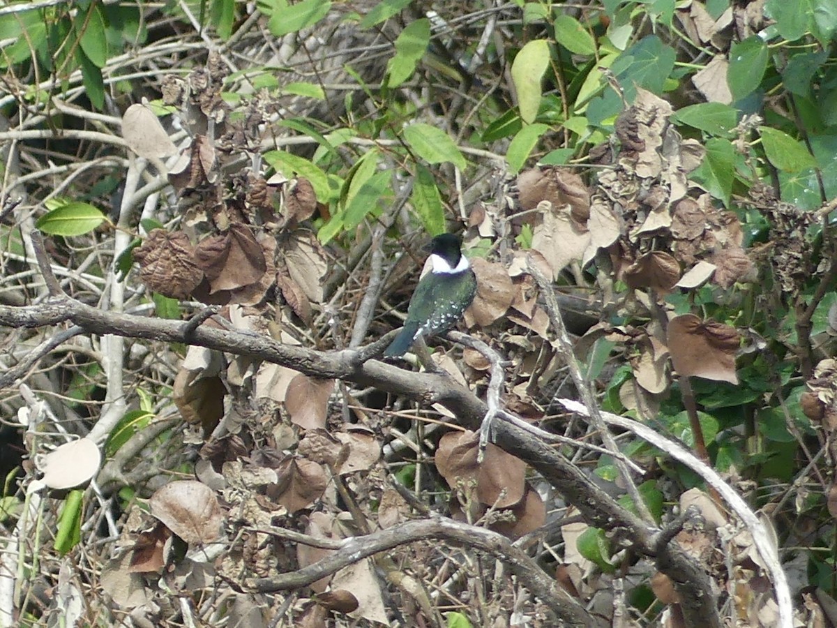 Green Kingfisher - ML620434720