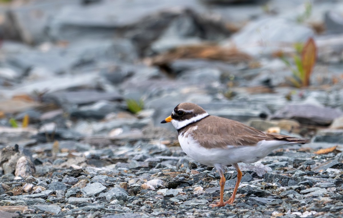 Common Ringed Plover - ML620434721