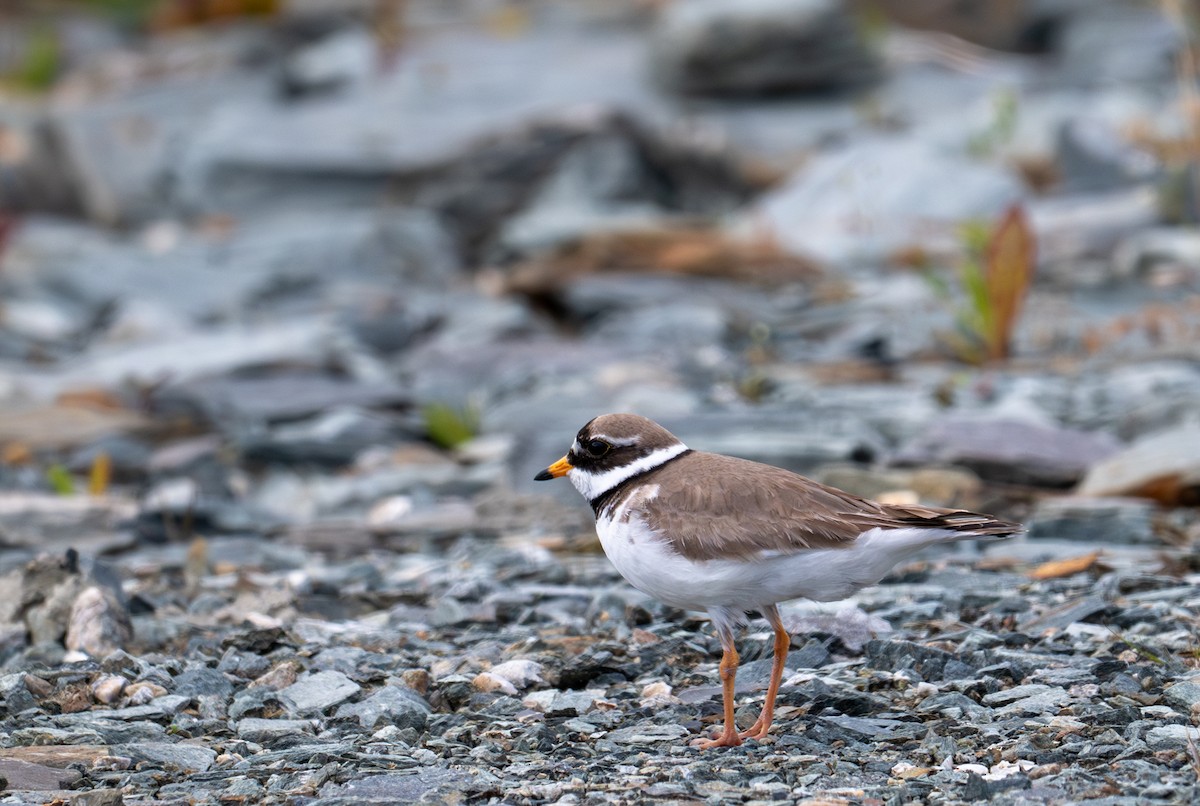 Common Ringed Plover - ML620434722