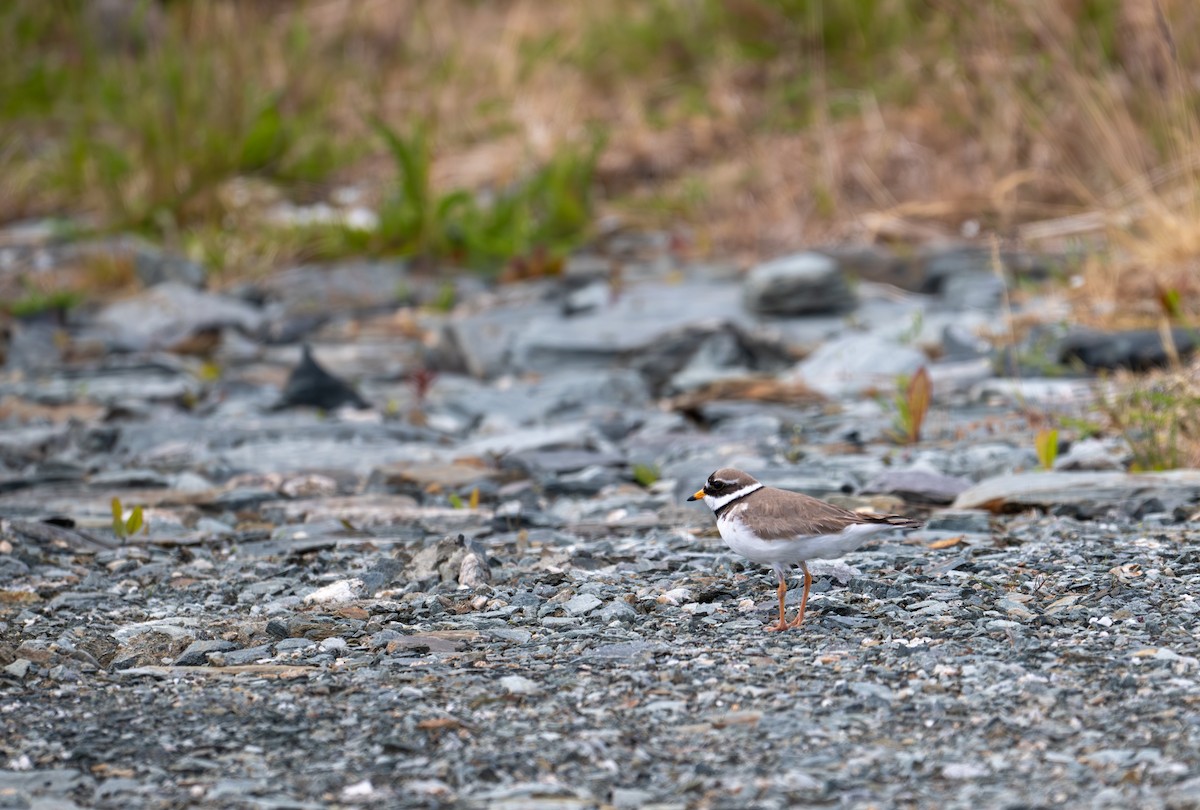 Common Ringed Plover - ML620434723