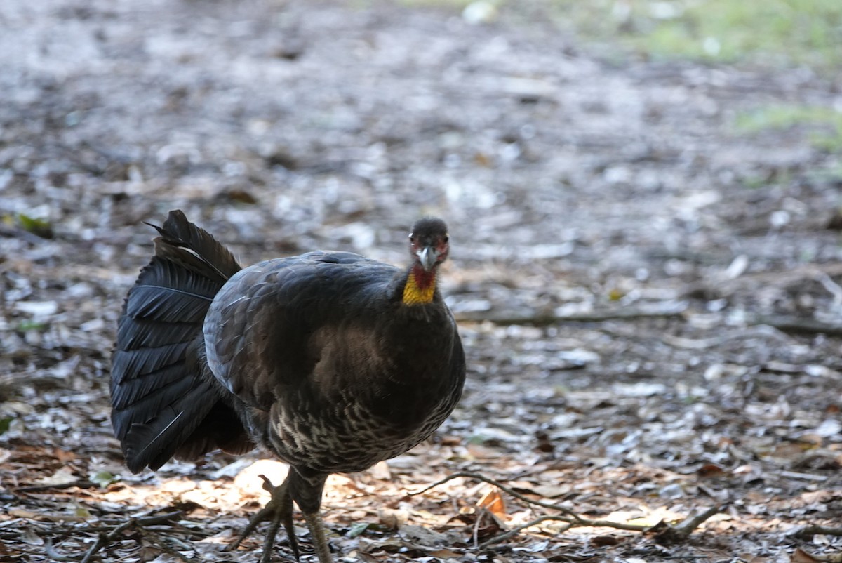 Australian Brushturkey - ML620434724