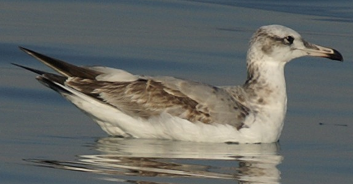 Pallas's Gull - ML620434725