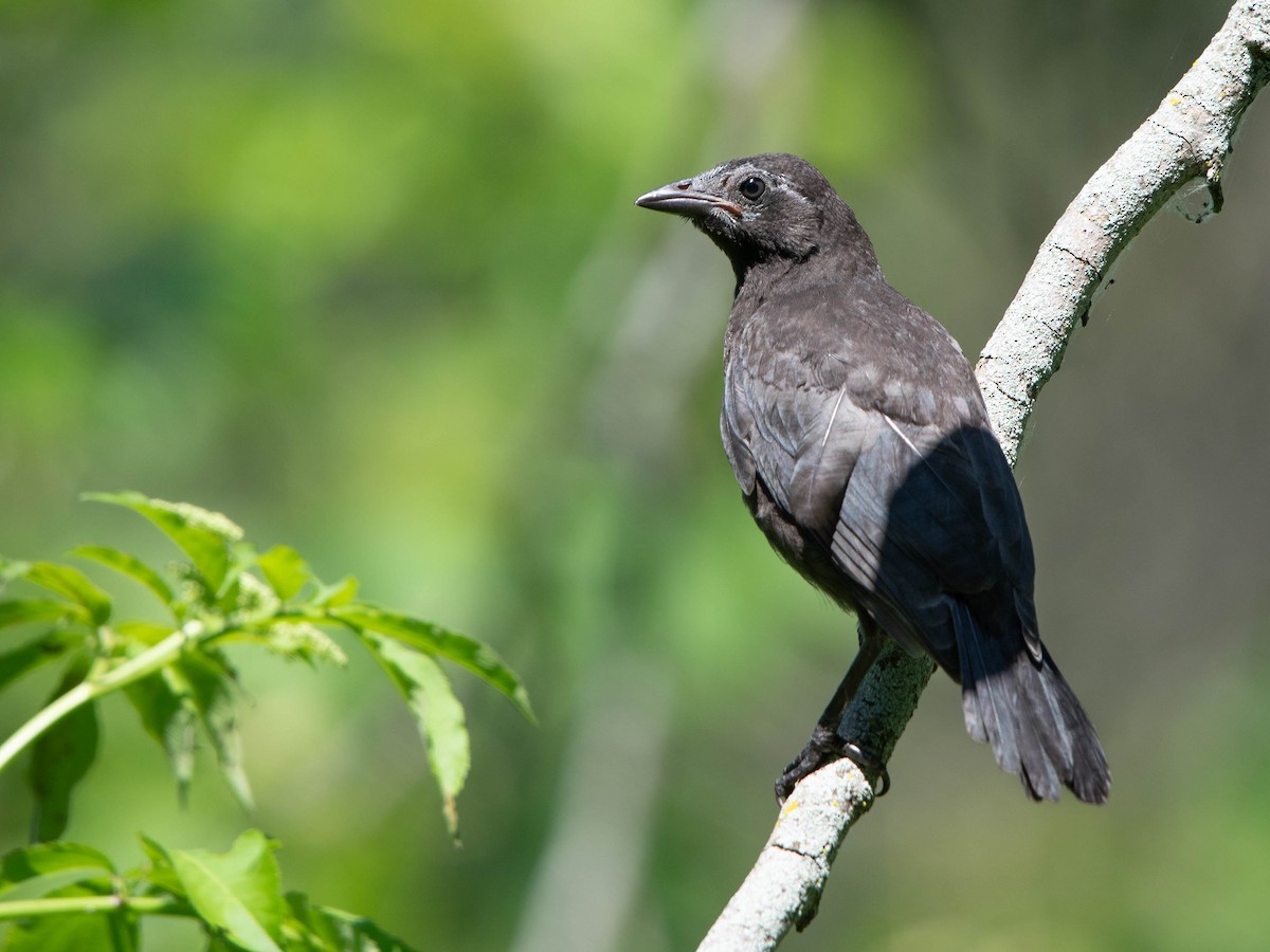 Common Grackle - ML620434727