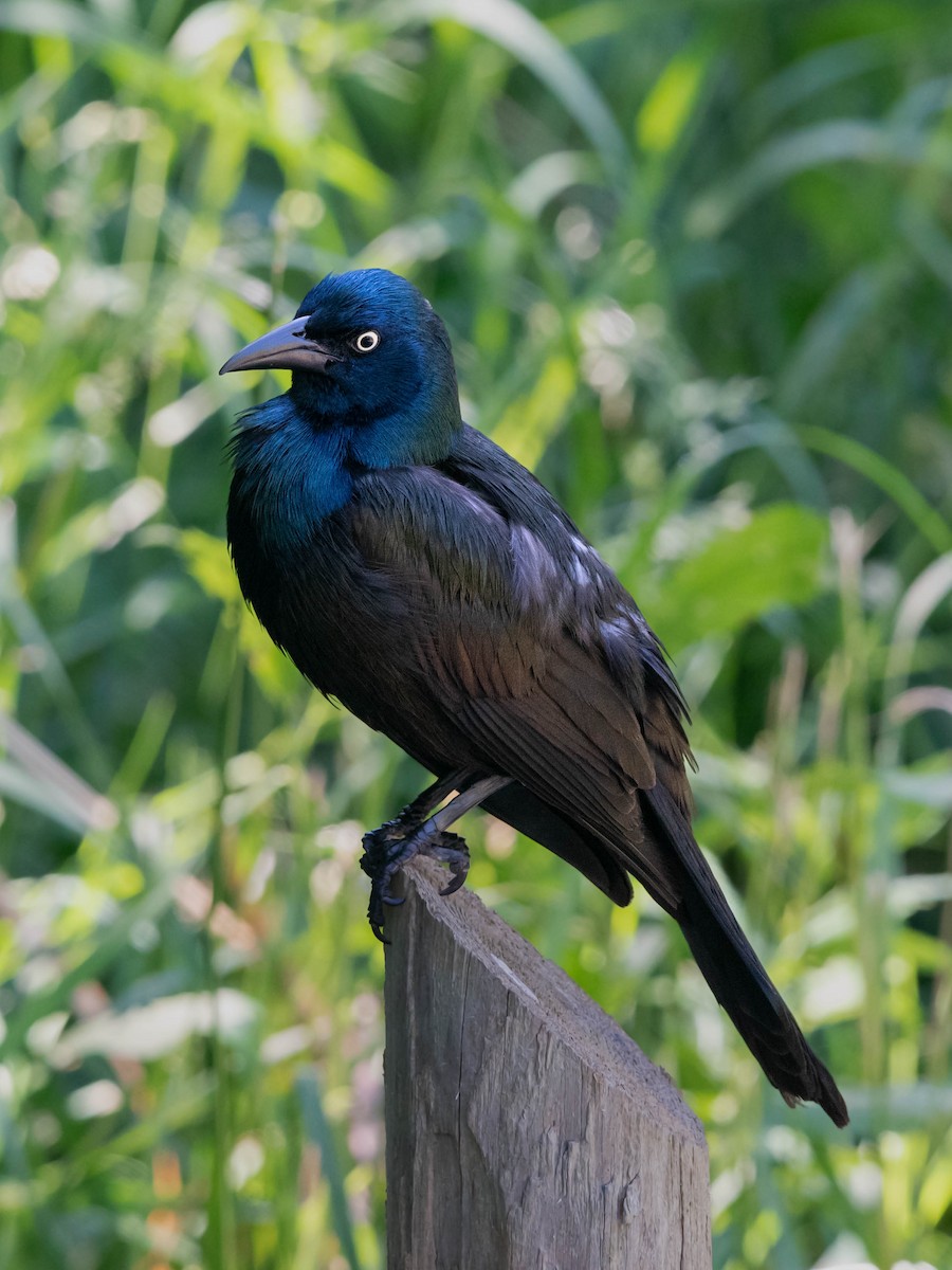 Common Grackle - ML620434728