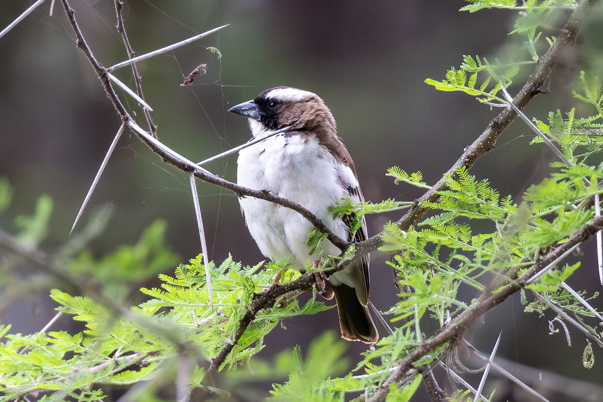 White-browed Sparrow-Weaver - ML620434736