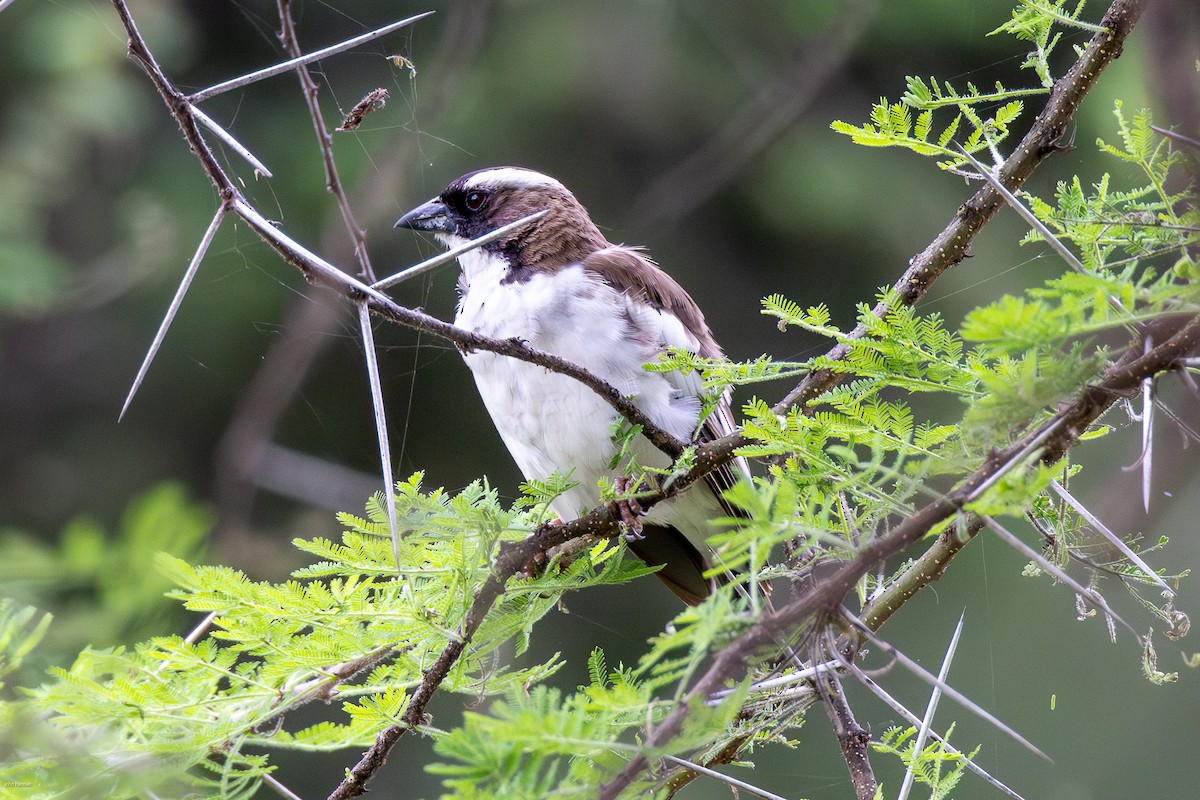 White-browed Sparrow-Weaver - ML620434737
