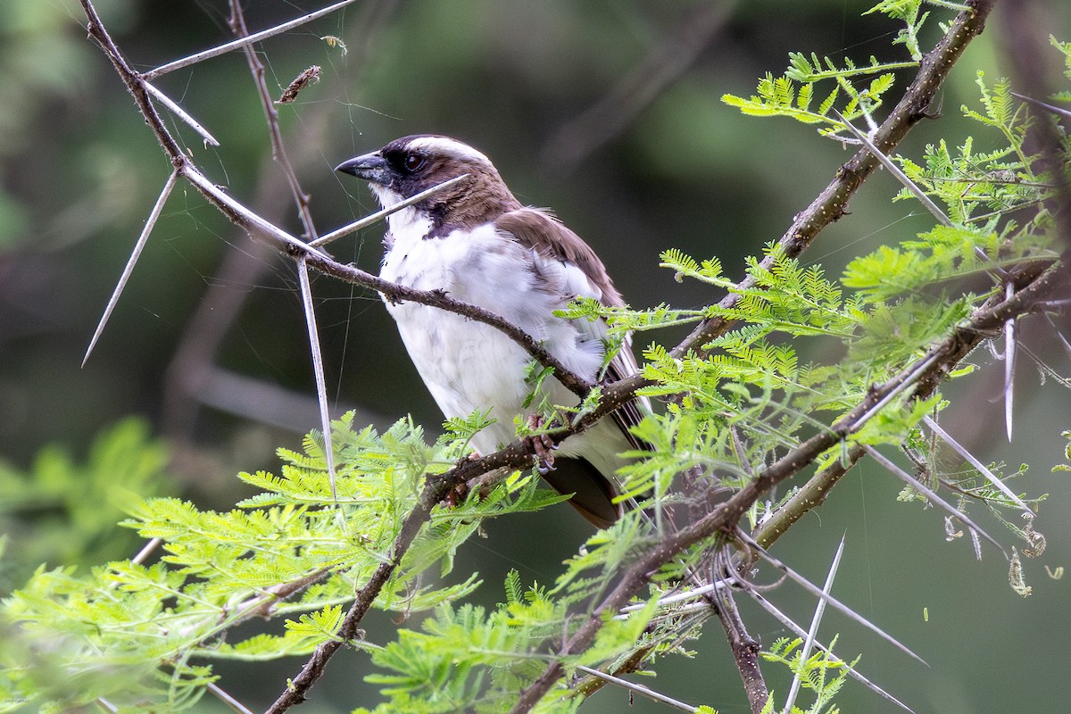 White-browed Sparrow-Weaver - ML620434738