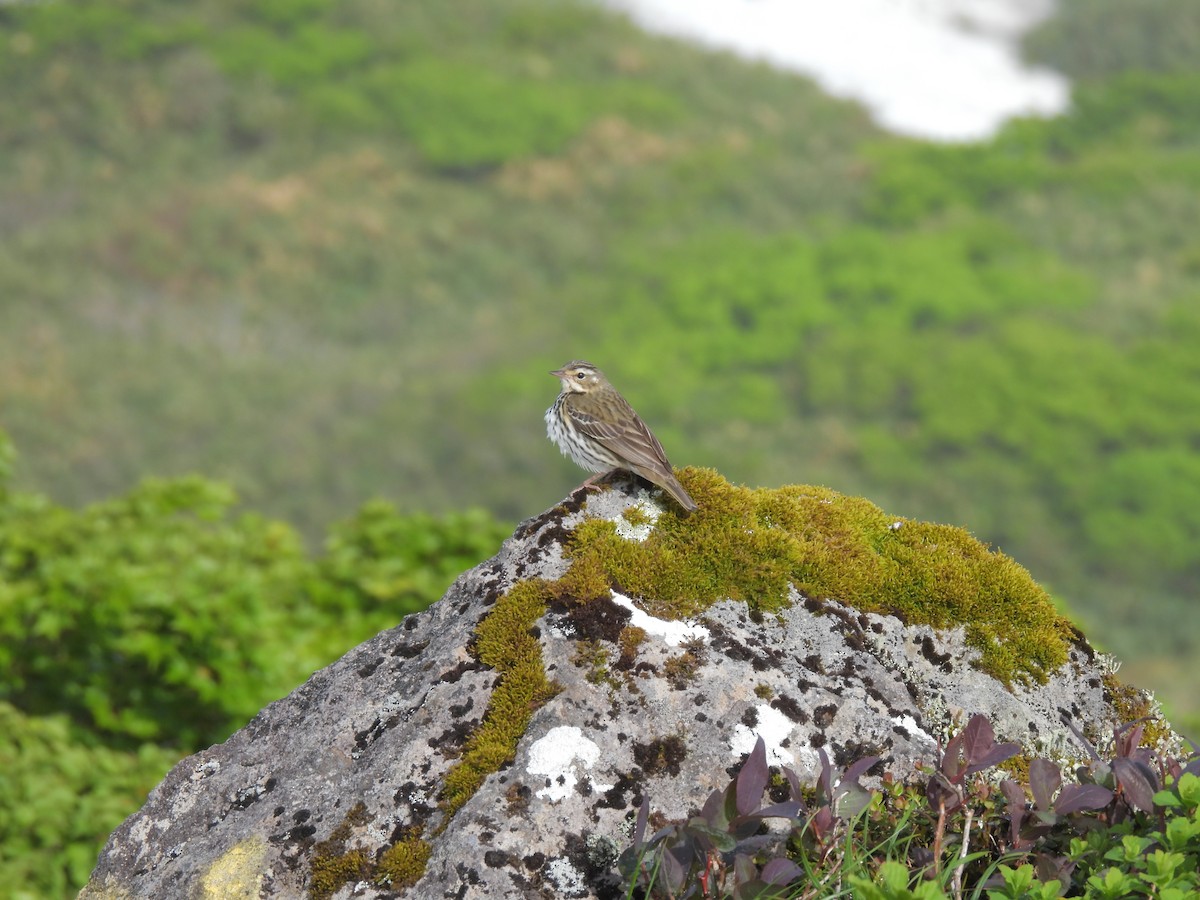 Pipit à dos olive - ML620434744