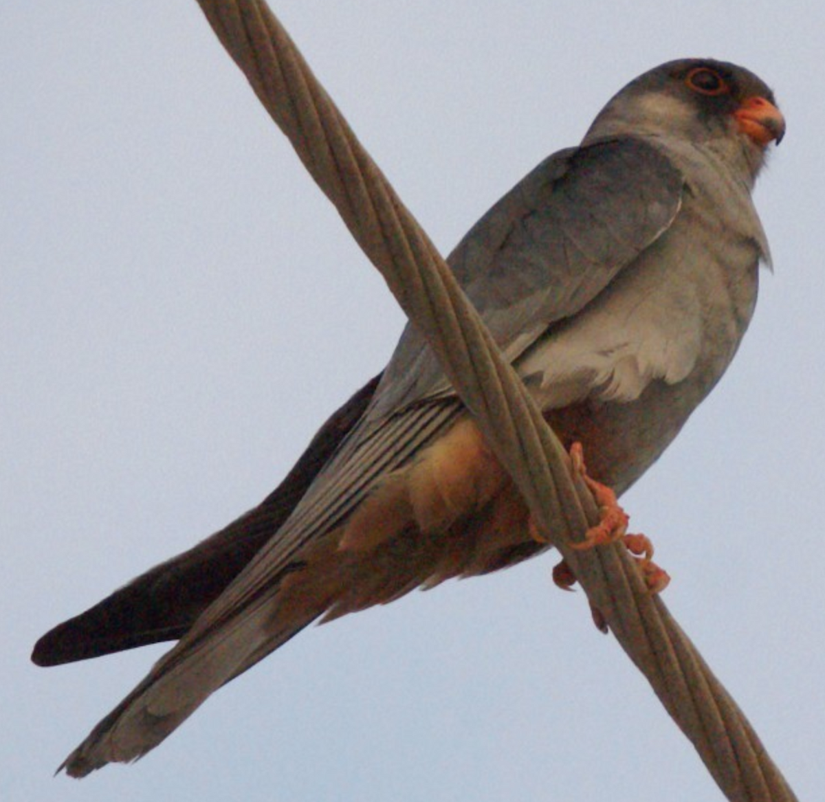 Amur Falcon - ML620434747