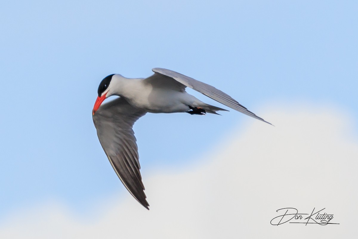 Caspian Tern - ML620434748