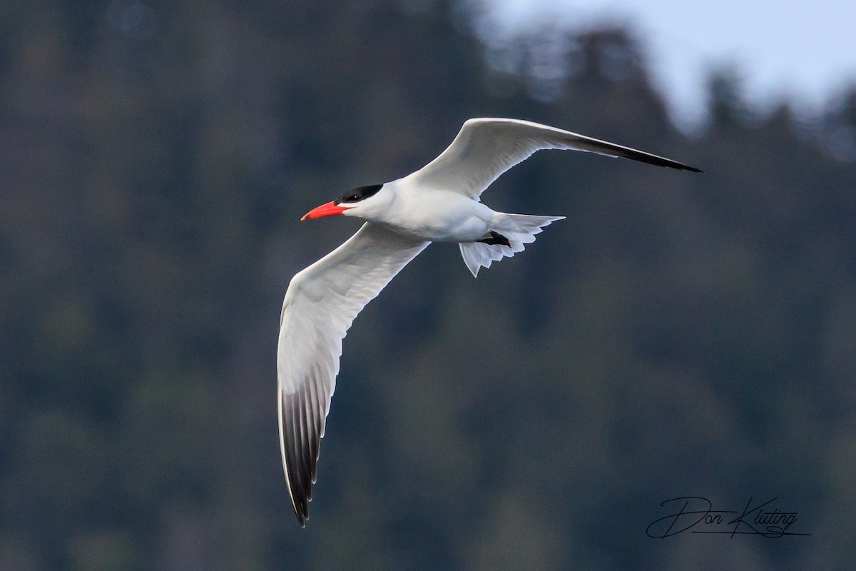 Caspian Tern - ML620434749