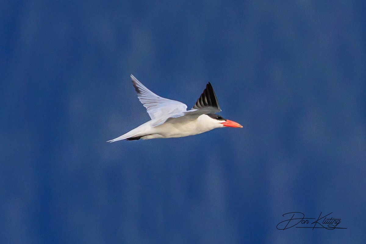 Caspian Tern - ML620434750