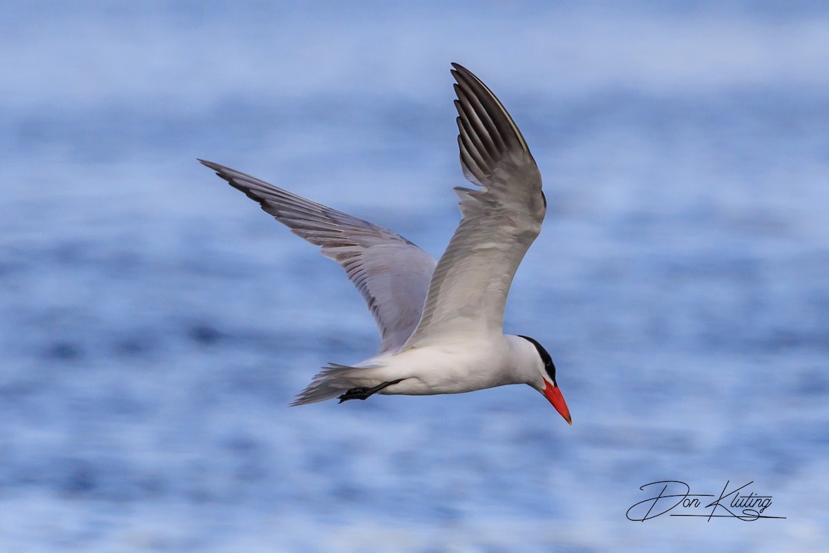 Caspian Tern - ML620434752