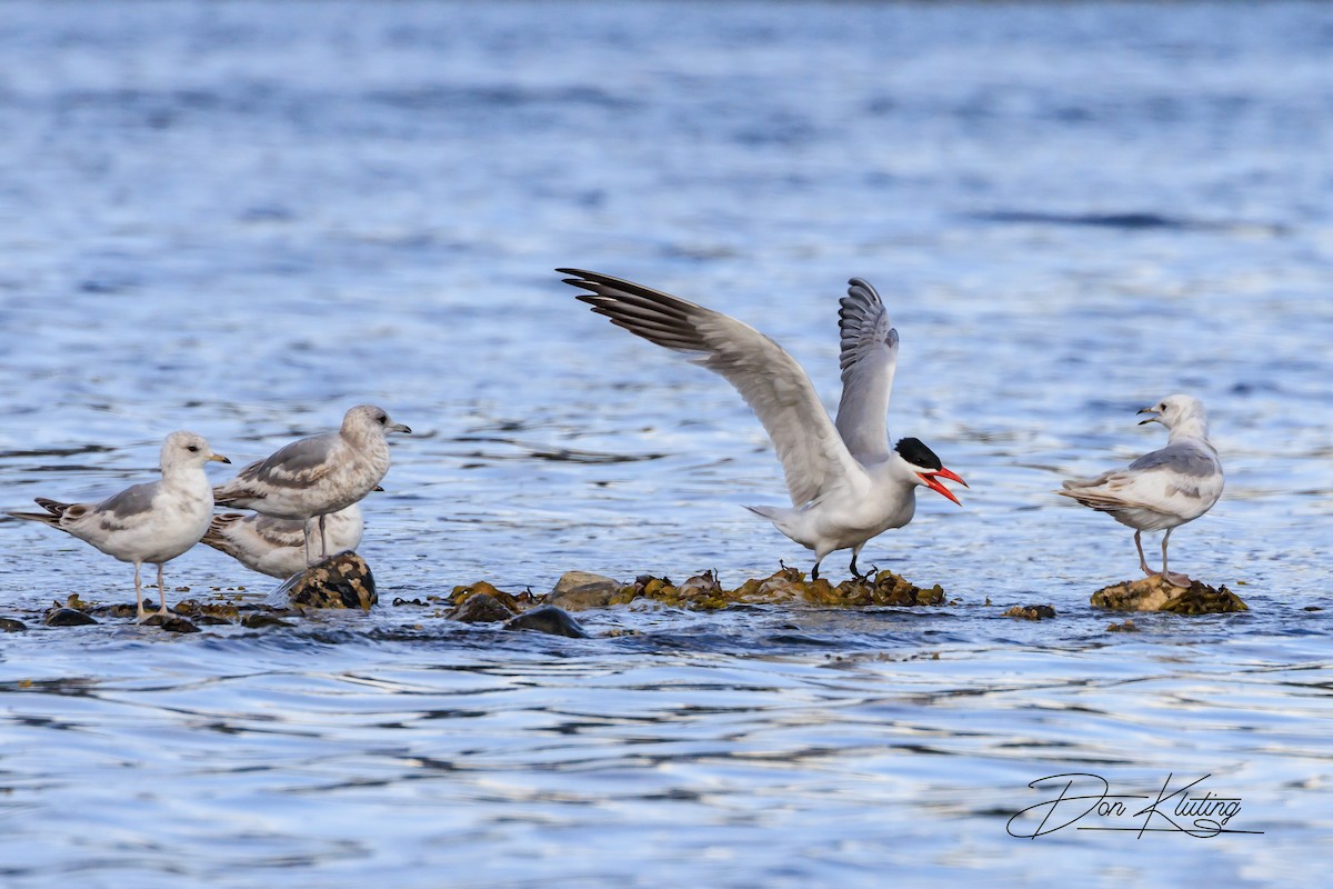 Caspian Tern - ML620434754