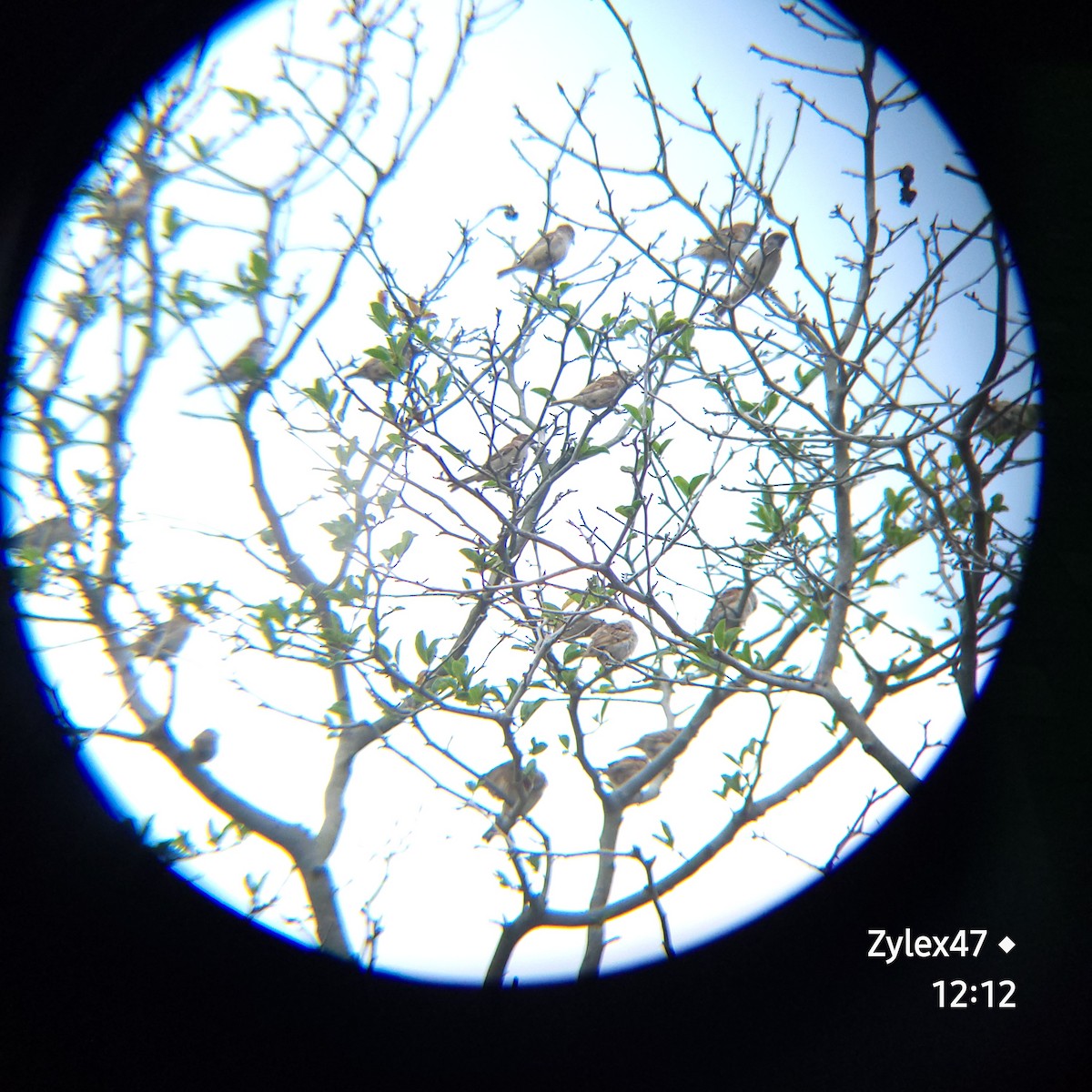 Eurasian Tree Sparrow - ML620434756