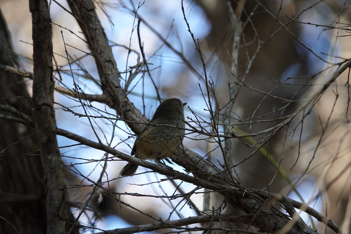 Brown Thornbill - ML620434758