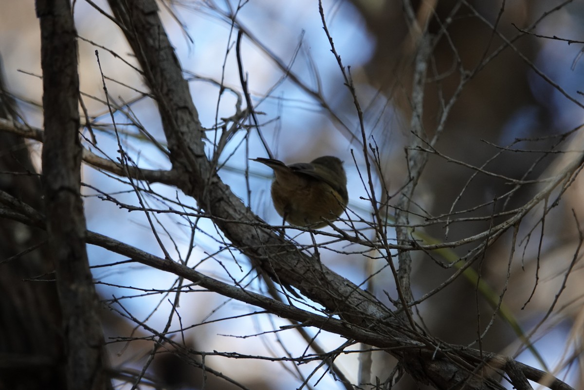 Brown Thornbill - ML620434759