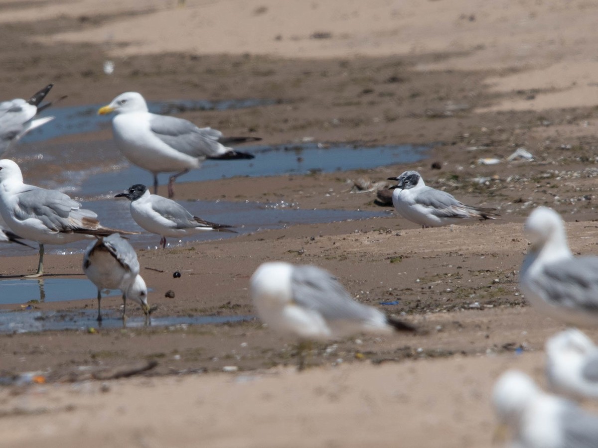 Bonaparte's Gull - ML620434760