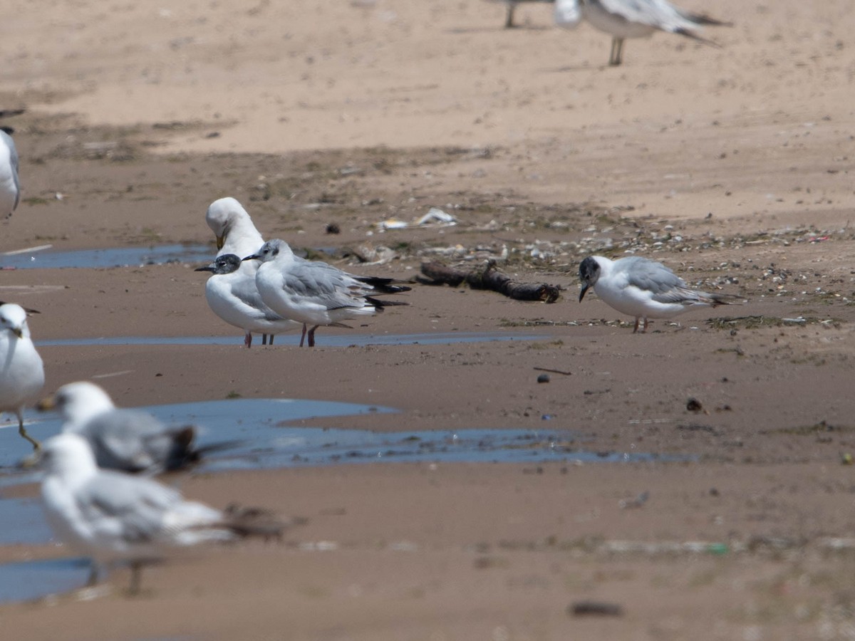 Bonaparte's Gull - Sean McCann