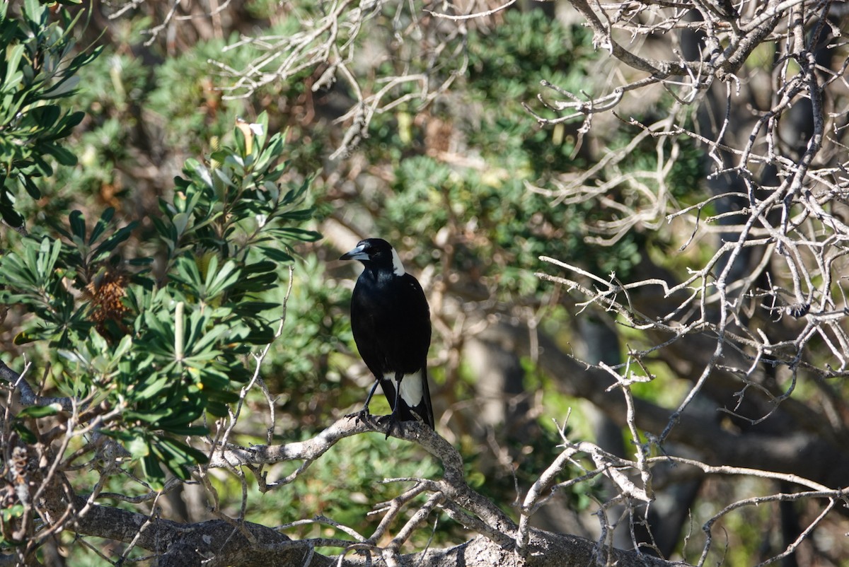 Australian Magpie - ML620434763