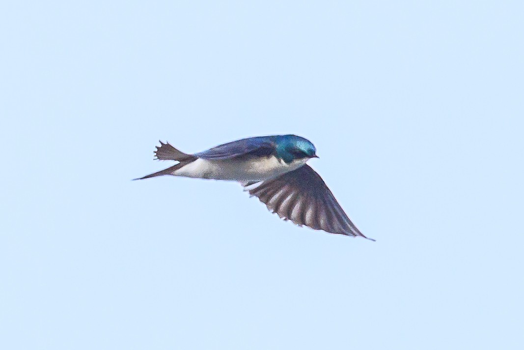 Golondrina Bicolor - ML620434765