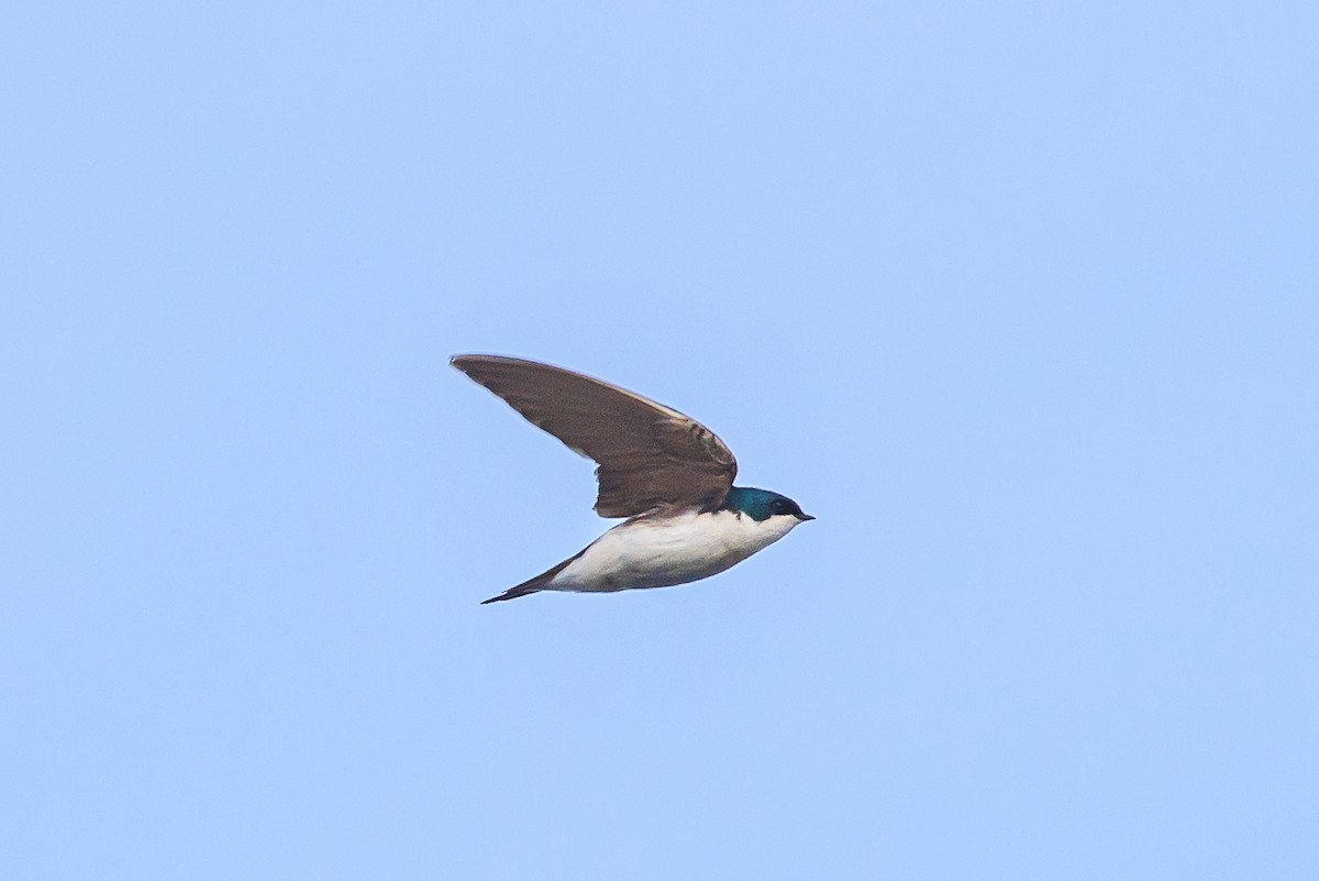 Golondrina Bicolor - ML620434766