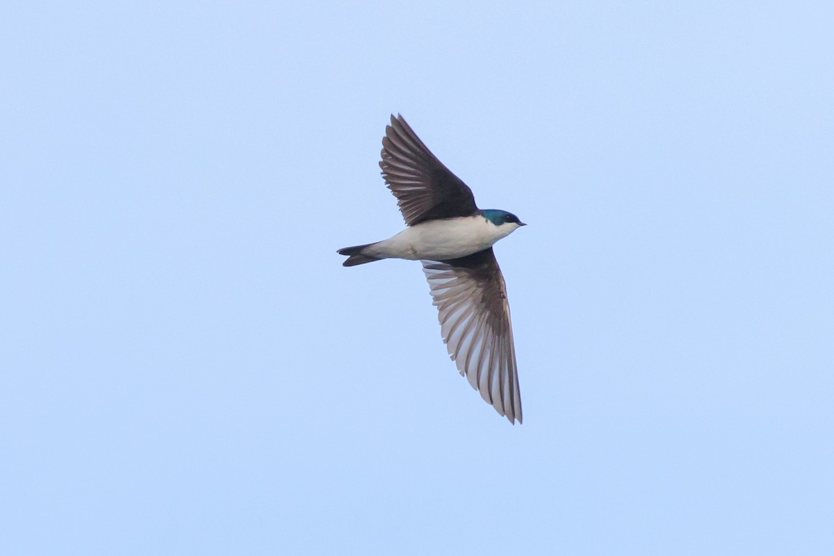 Golondrina Bicolor - ML620434767