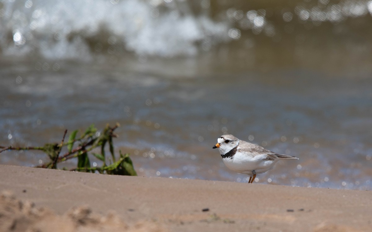 Piping Plover - ML620434768