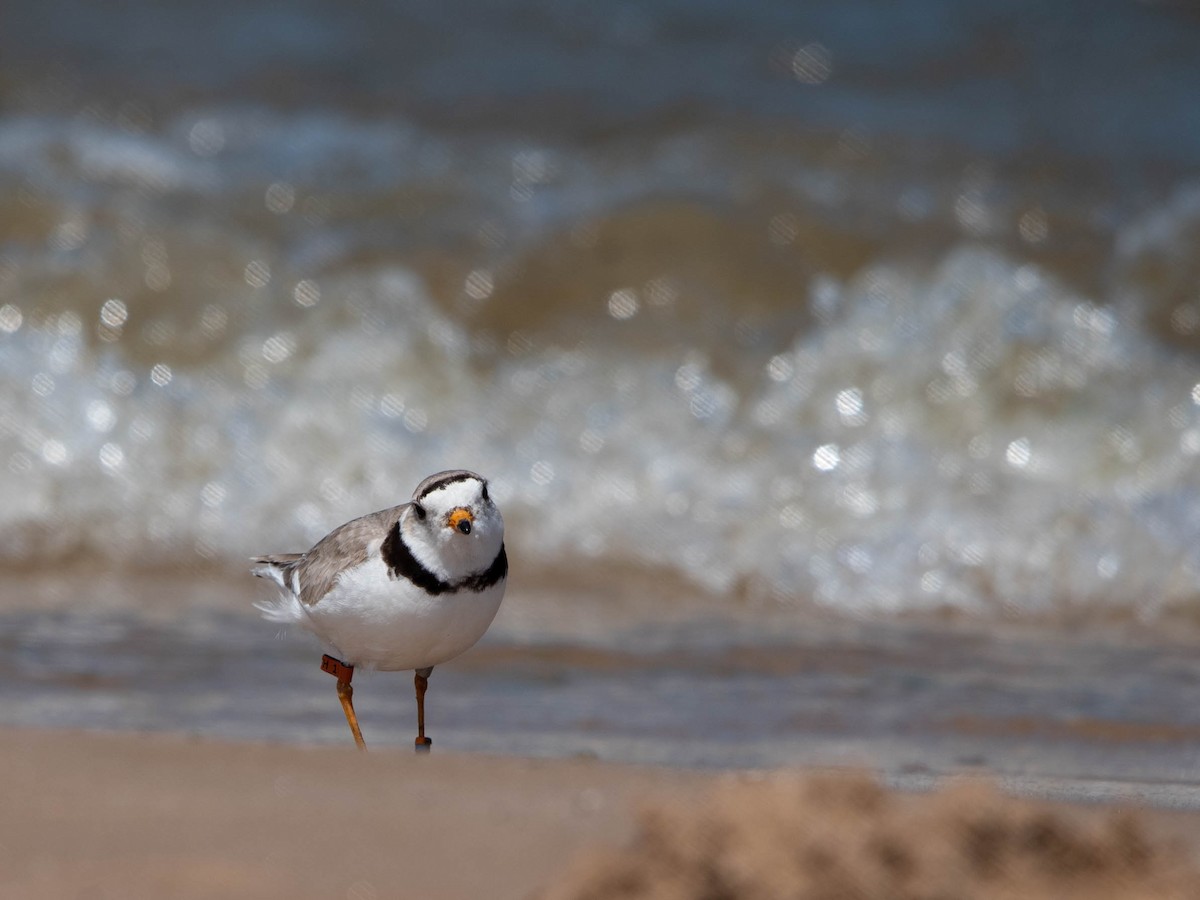 Piping Plover - ML620434769