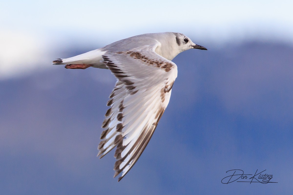 Mouette de Bonaparte - ML620434770