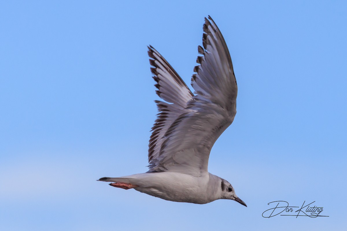 Mouette de Bonaparte - ML620434771