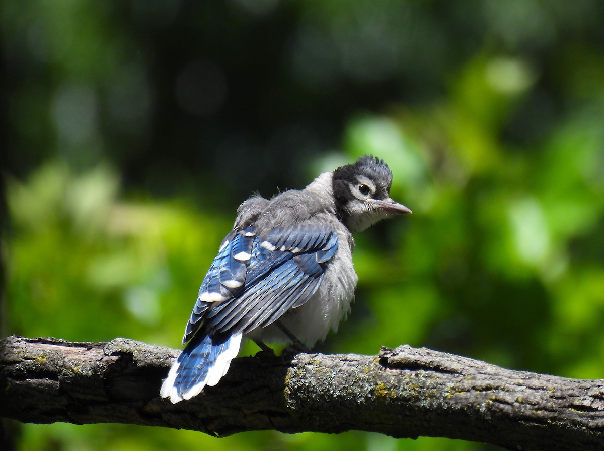 Blue Jay - ML620434775