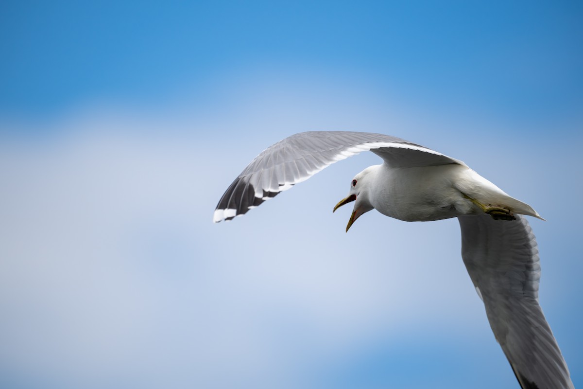 Common Gull (European) - ML620434777