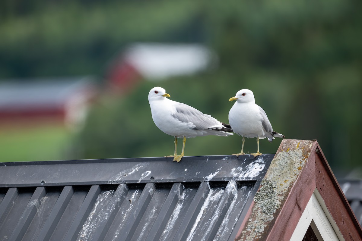 Common Gull (European) - ML620434778