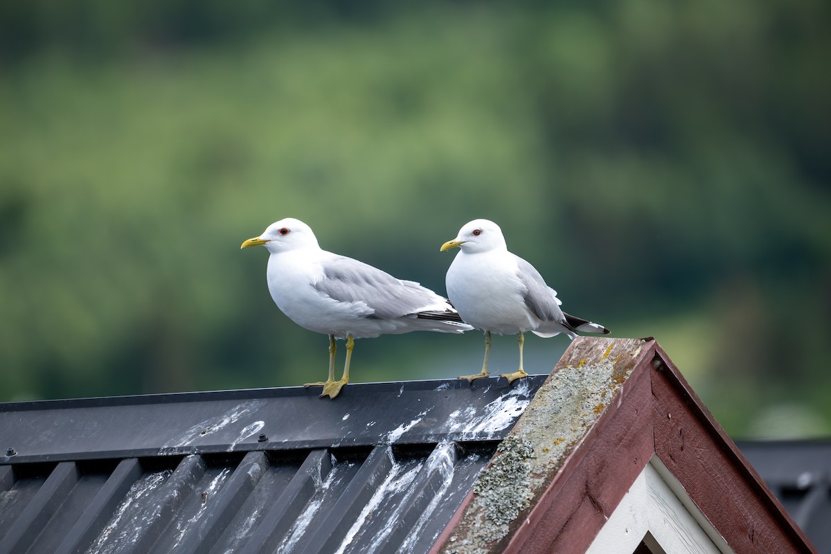 Common Gull (European) - ML620434779