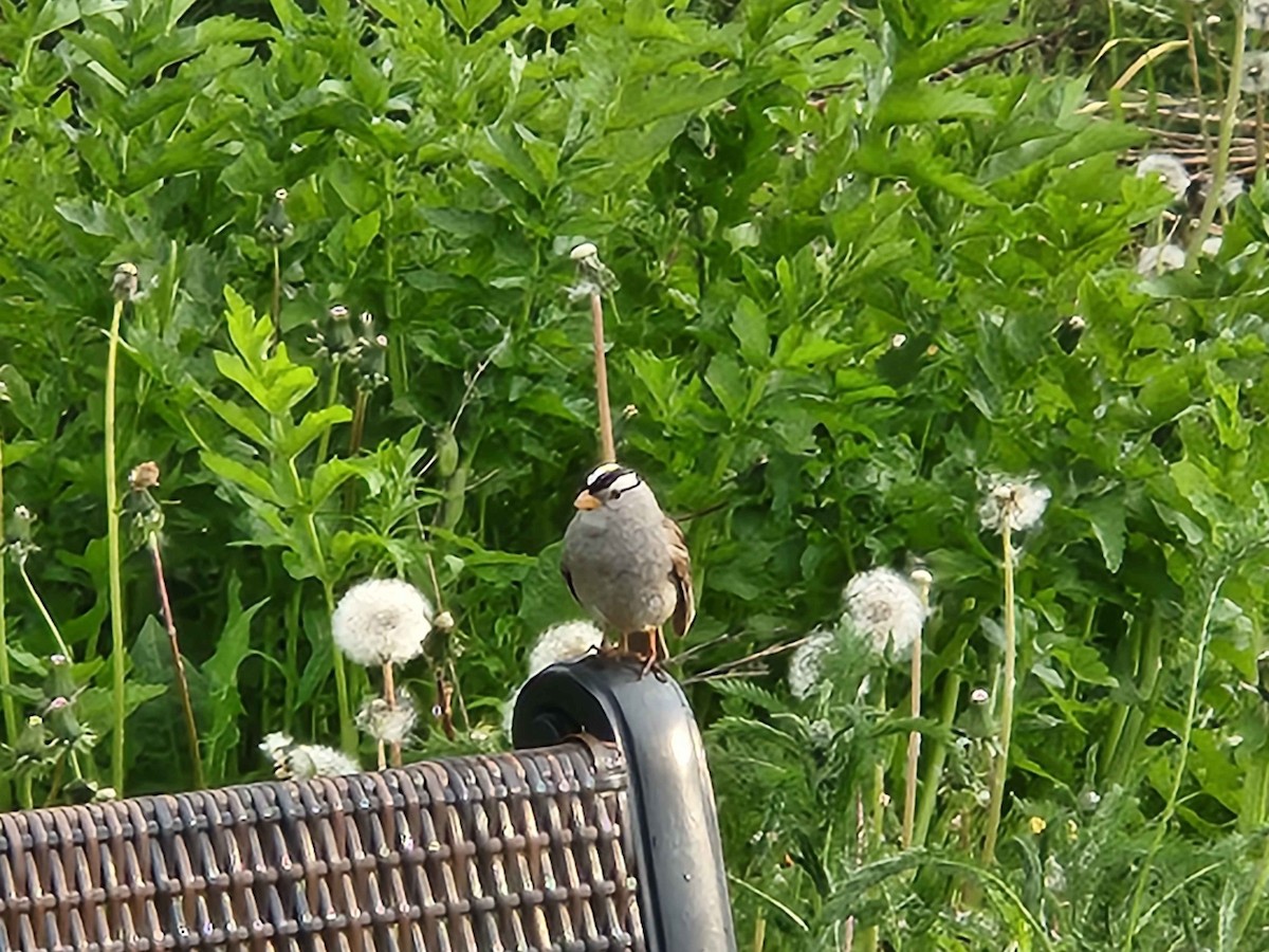 White-crowned Sparrow - ML620434780