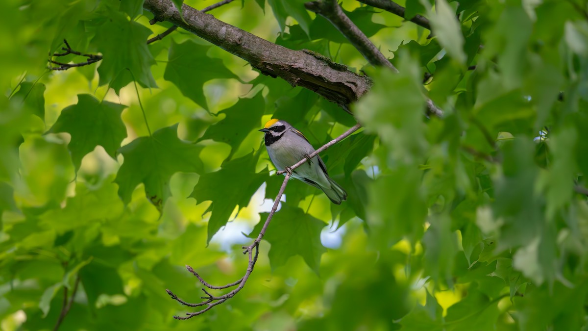 Golden-winged Warbler - ML620434781