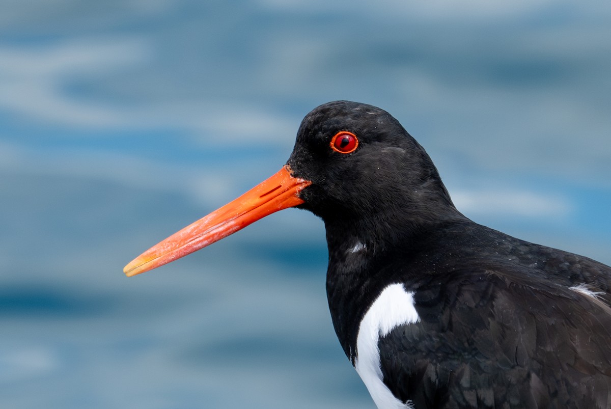Eurasian Oystercatcher - ML620434792