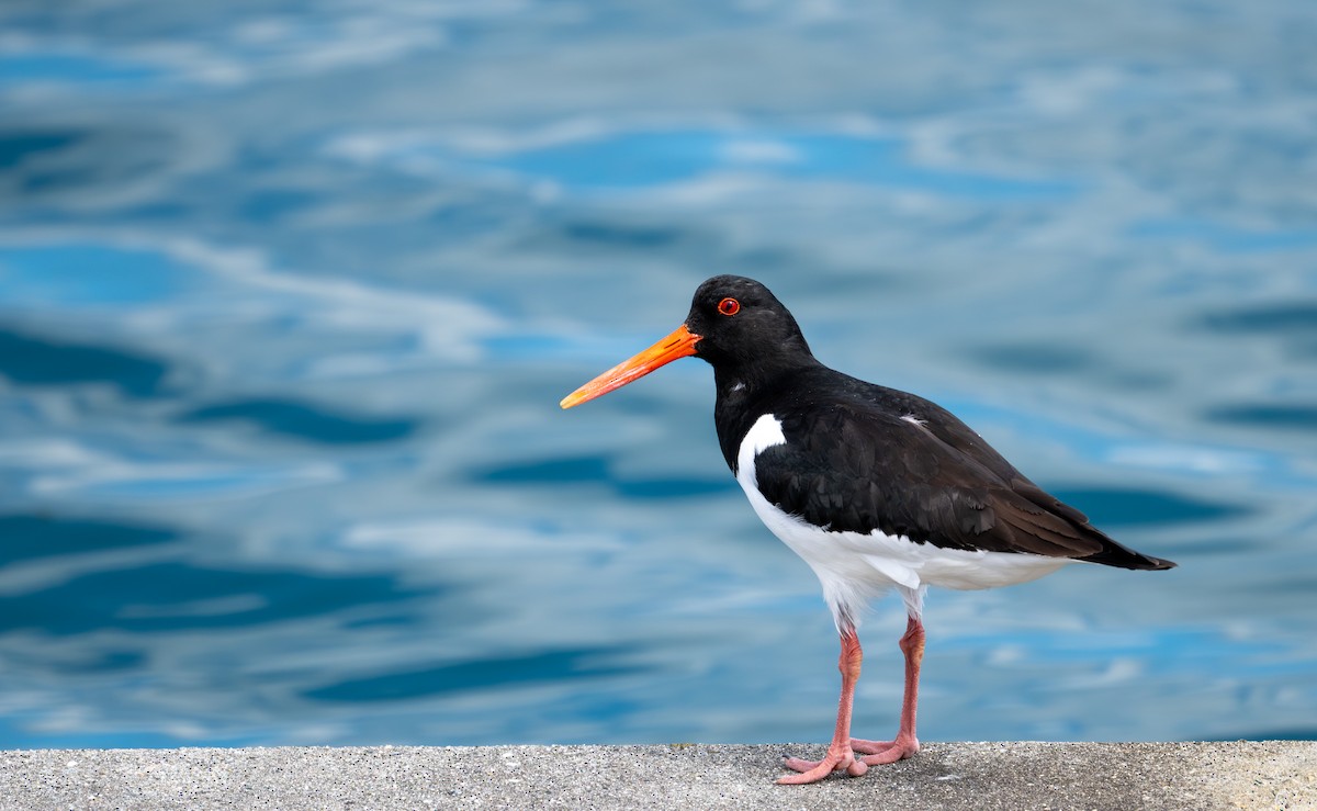 Eurasian Oystercatcher - ML620434793