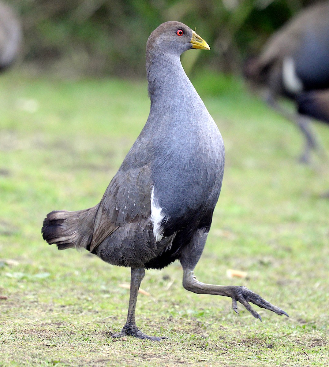 Gallinule de Tasmanie - ML620434794