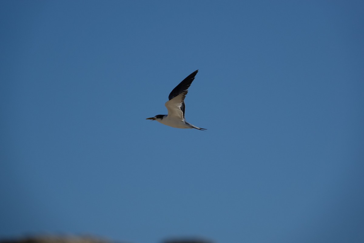 Great Crested Tern - ML620434797