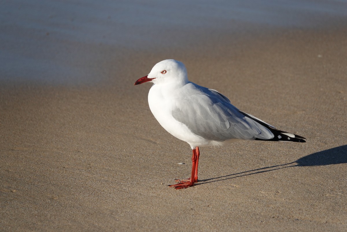 Silver Gull - ML620434802